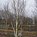 Betula utilis