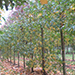 Liquidambar styraciflua