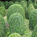 Buxus