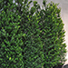 Ilex 'Dark Green'