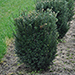 Taxus