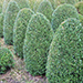 Buxus ruche