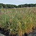 Miscanthus