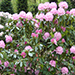Rhododendron ponticum